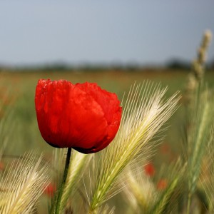 Mohn mit Ähre
