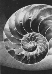 schnecke b.biberstein
